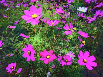 High angle view of pink flowering plant on field