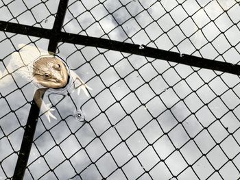 Low angle view of a bird on chainlink fence