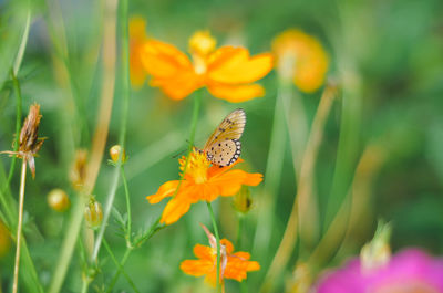 Close-up of butterfly pollinating on flower