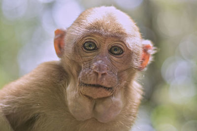 Close-up of monkey