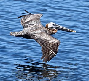 Bird on lake