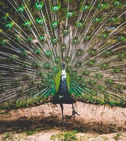 Close-up of peacock