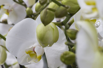 Close-up of white flowering plant