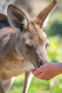 Cropped hand of person feeding kangaroo