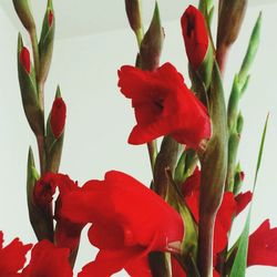 Close-up of red flower