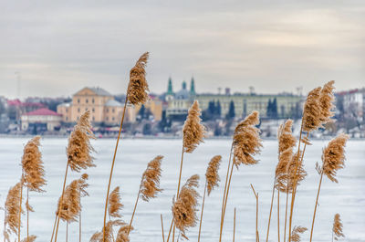 Dry reed nodules on the shore of a lake in the city