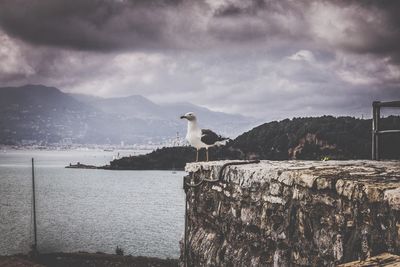 Seagull perching on a sea against sky