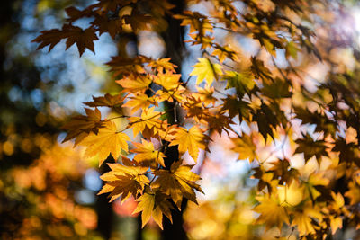 Close-up of yellow maple leaves against blurred background