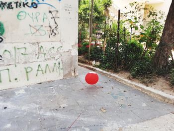 View of red ball and plants on wall
