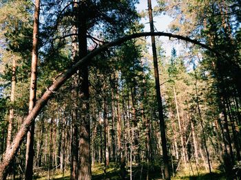 Low angle view of trees in forest against sky