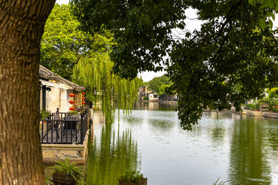 Scenic view of river by trees