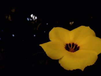 Close-up of yellow flower