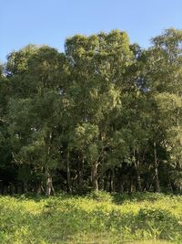 Trees growing on field against sky