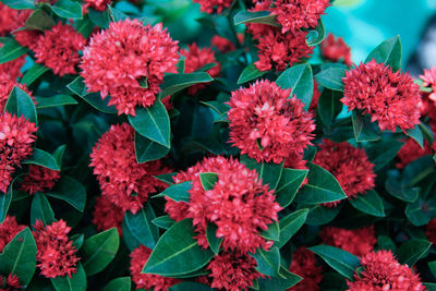 Close-up of red flowering plants