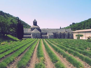 Abbaye notre-dame de sénanque