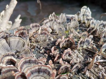 Close-up of shells