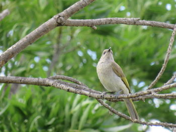 Low angle view of bird perching on tree