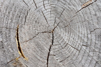 Full frame shot of tree stump