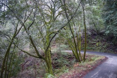 Road amidst trees in forest