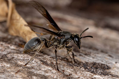 Close-up of fly