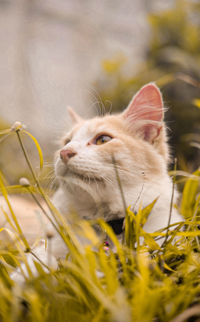 Close-up of cat looking away