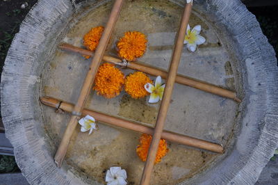 High angle view of flowers