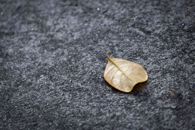 High angle view of dry leaf on sidewalk