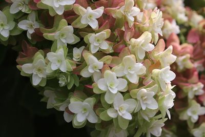 Close-up of flowers