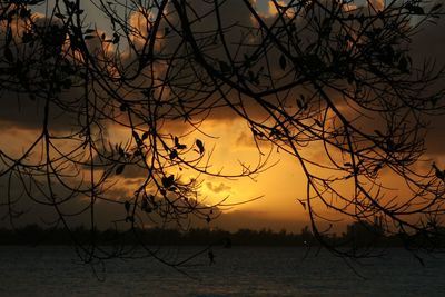 Silhouette trees on landscape against dramatic sky during sunset