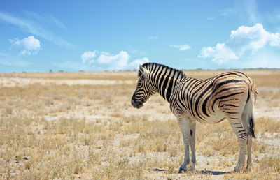 Zebra standing on field against sky