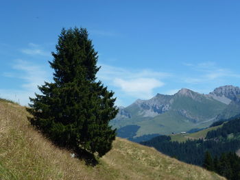 Scenic view of tree on field against sky