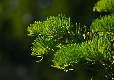 Close-up of green plant