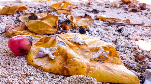 High angle view of dry leaves on pebbles