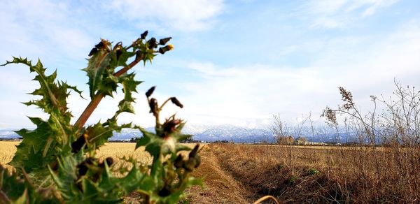 Plants growing on field against sky