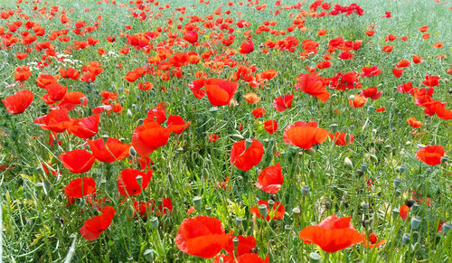 Red poppies blooming in field