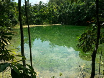 Scenic view of lake in forest