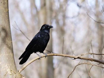 Low angle view of bird perching on branch