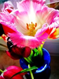 Close-up of flower blooming outdoors