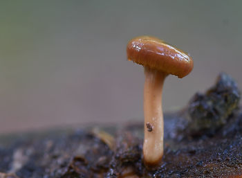 Close-up of mushroom on rock