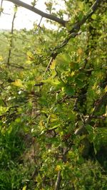 Plants growing on tree