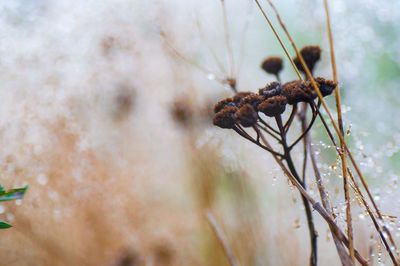 Close-up of wilted plant