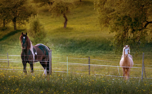 Horse standing in a field