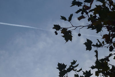 Low angle view of tree against sky