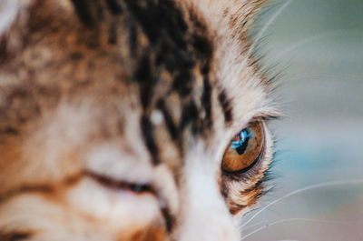 Close-up portrait of cat