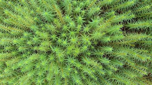 Full frame shot of plants