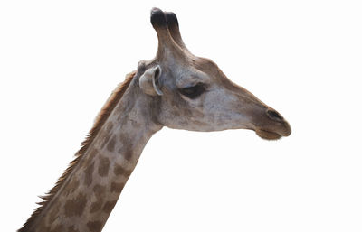 Close-up of giraffe against white background