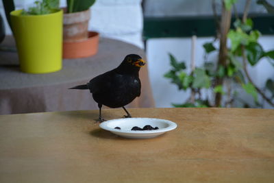 Blackbird feeding on retaining wall