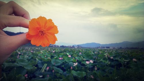 Close-up of flowers blooming outdoors