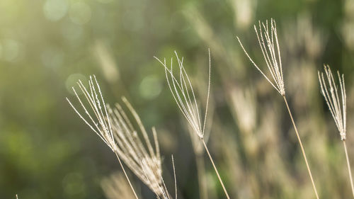 Close-up of stalks in field