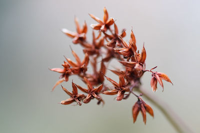 Seed head close up